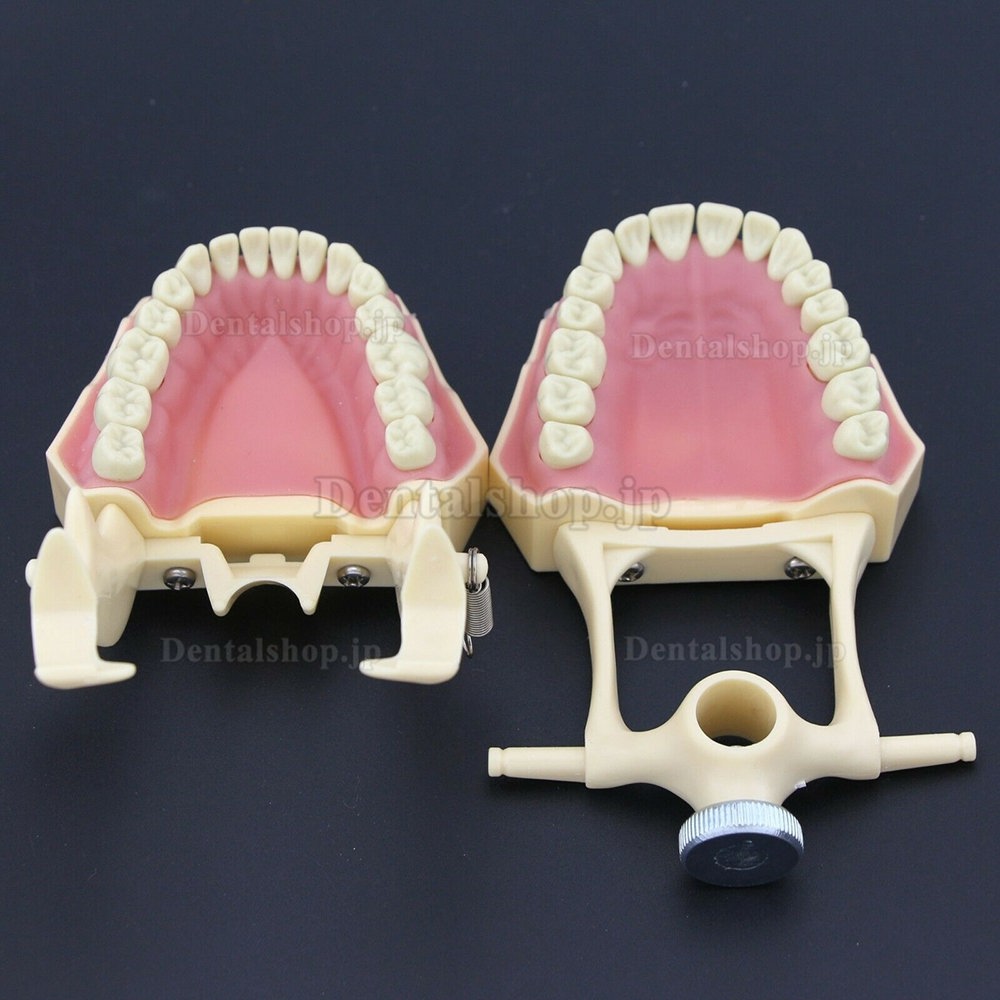 歯科修復タイポドンモデル 歯科模型 M8014-2 32pcs Frasaco AG3タイプと互換性あり